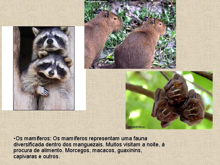  • Os mamíferos: Os mamíferos representam uma fauna diversificada dentro dos manguezais. Muitos