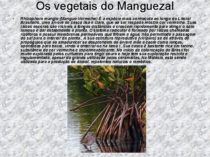 Os vegetais do Manguezal • Rhizophora mangle (Mangue-Vermelho) É a espécie mais conhecida ao
