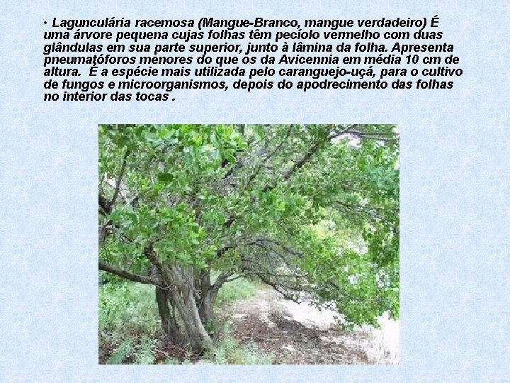  • Lagunculária racemosa (Mangue-Branco, mangue verdadeiro) É uma árvore pequena cujas folhas têm