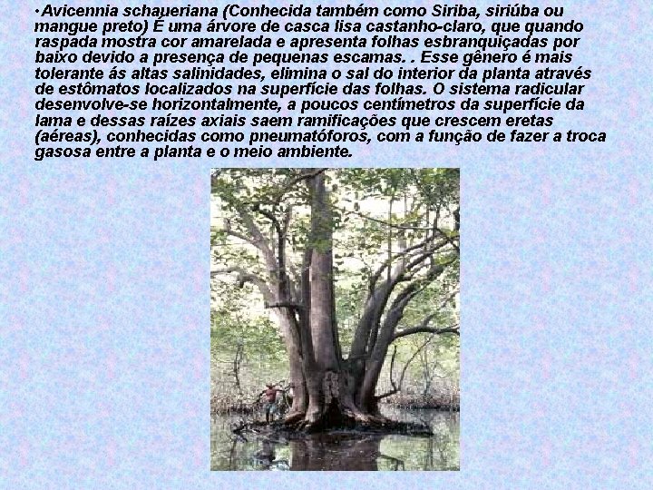  • Avicennia schaueriana (Conhecida também como Siriba, siriúba ou mangue preto) É uma