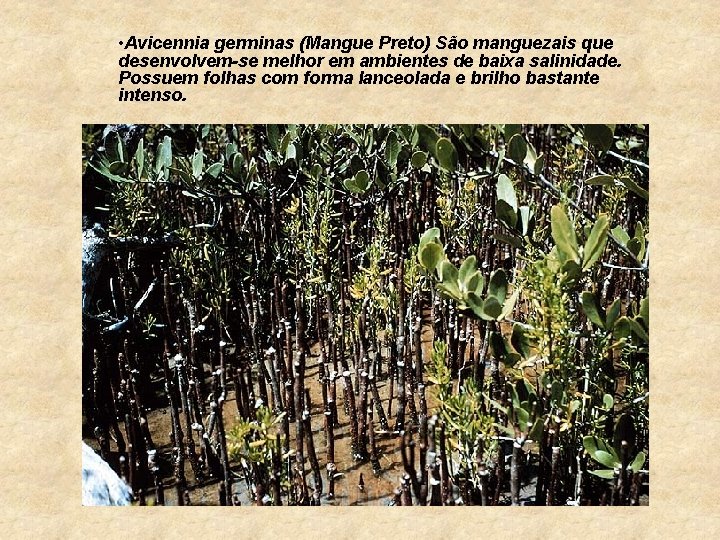  • Avicennia germinas (Mangue Preto) São manguezais que desenvolvem-se melhor em ambientes de