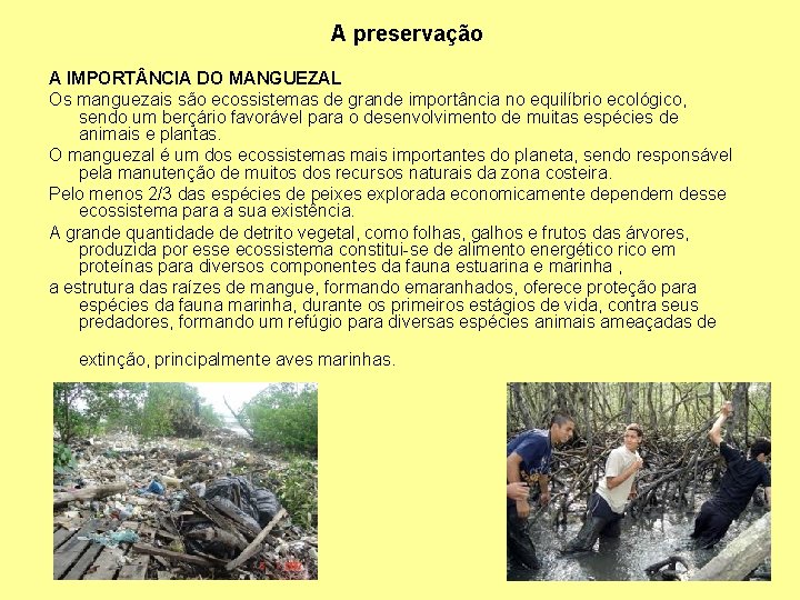 A preservação A IMPORT NCIA DO MANGUEZAL Os manguezais são ecossistemas de grande importância