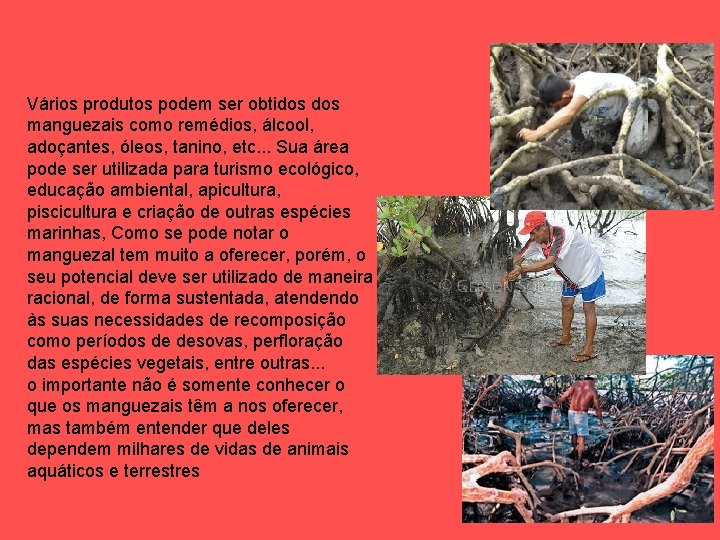 Vários produtos podem ser obtidos manguezais como remédios, álcool, adoçantes, óleos, tanino, etc. .