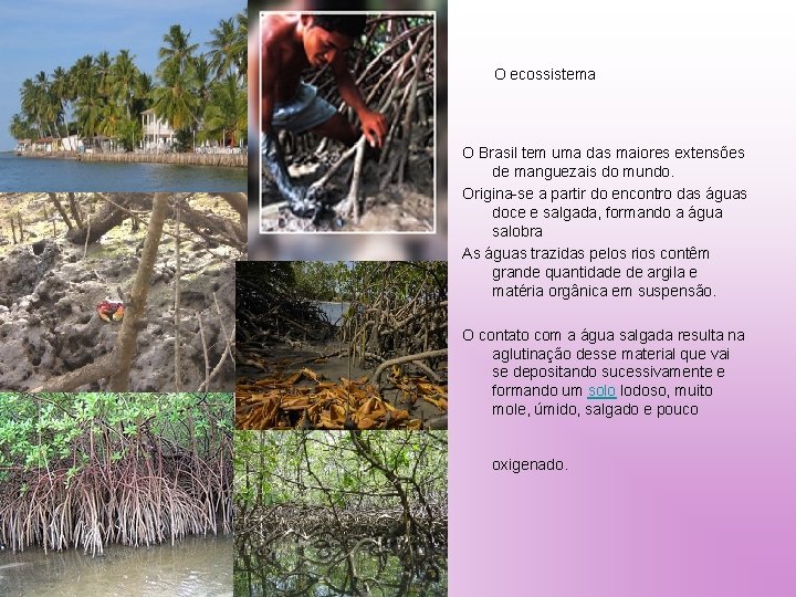 O ecossistema O Brasil tem uma das maiores extensões de manguezais do mundo. Origina-se
