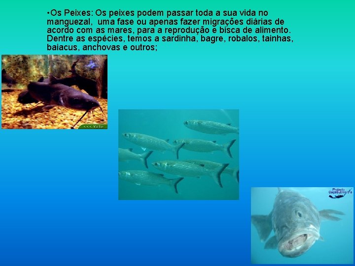  • Os Peixes: Os peixes podem passar toda a sua vida no manguezal,