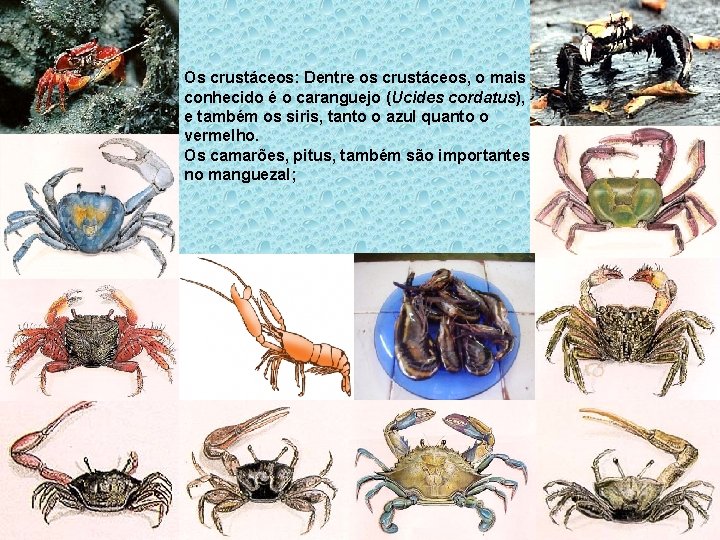  • Os crustáceos: Dentre os crustáceos, o mais conhecido é o caranguejo (Ucides