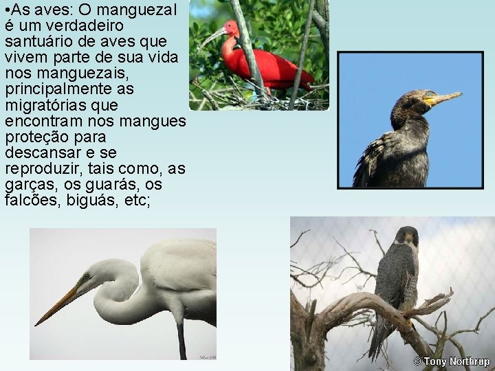  • As aves: O manguezal é um verdadeiro santuário de aves que vivem