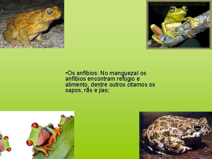  • Os anfíbios: No manguezal os anfíbios encontram refúgio e alimento, dentre outros