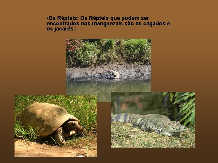  • Os Répteis: Os Répteis que podem ser encontrados nos manguezais são os
