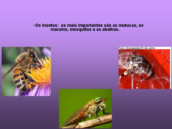  • Os Insetos: os mais importantes são as mutucas, os maruins, mosquitos e