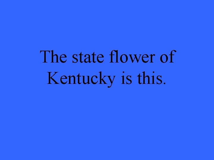 The state flower of Kentucky is this. 