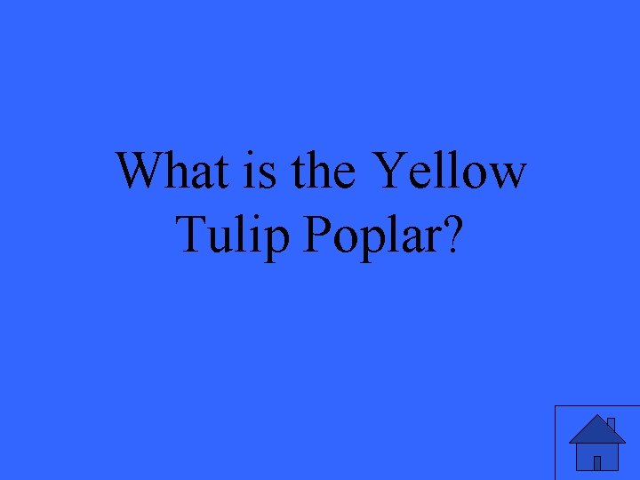 What is the Yellow Tulip Poplar? 