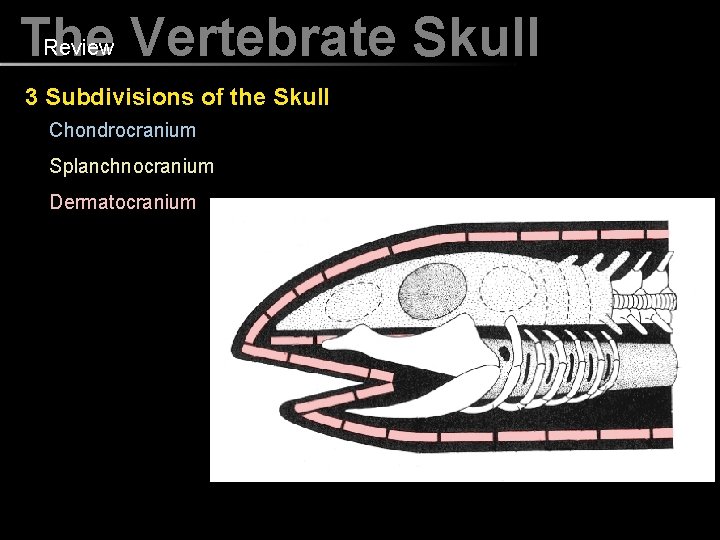 Review Vertebrate Skull The 3 Subdivisions of the Skull Chondrocranium Splanchnocranium Dermatocranium 