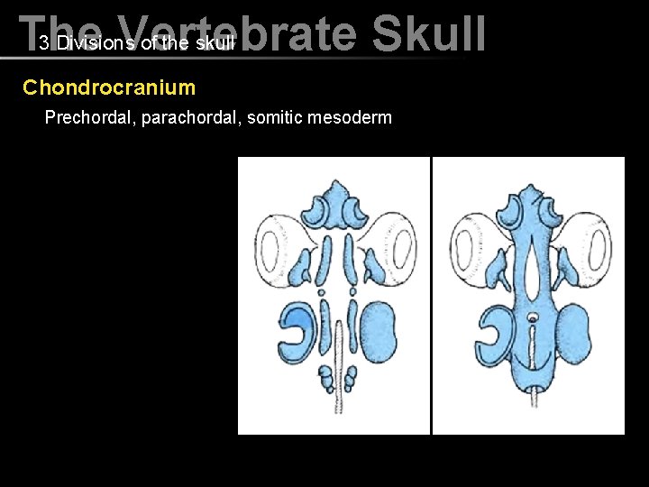 3 Divisions of the skull The Vertebrate Skull Chondrocranium Prechordal, parachordal, somitic mesoderm 