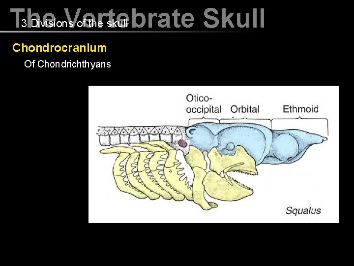 3 Divisions of the skull The Vertebrate Skull Chondrocranium Of Chondrichthyans 