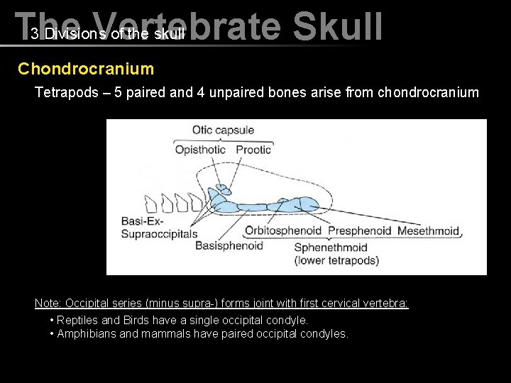 3 Divisions of the skull The Vertebrate Skull Chondrocranium Tetrapods – 5 paired and