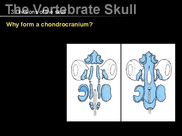 3 Divisions of the skull The Vertebrate Skull Why form a chondrocranium? 