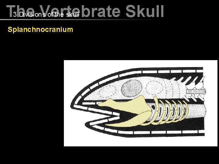 3 Divisions of the skull The Vertebrate Skull Splanchnocranium 