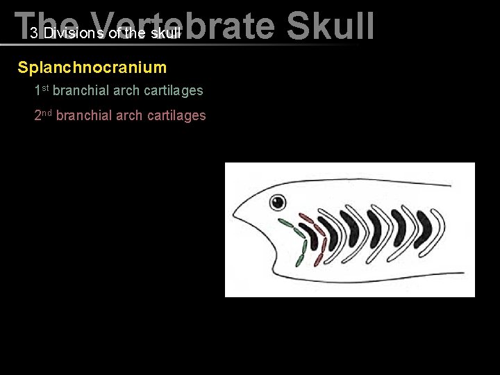 3 Divisions of the skull The Vertebrate Skull Splanchnocranium 1 st branchial arch cartilages