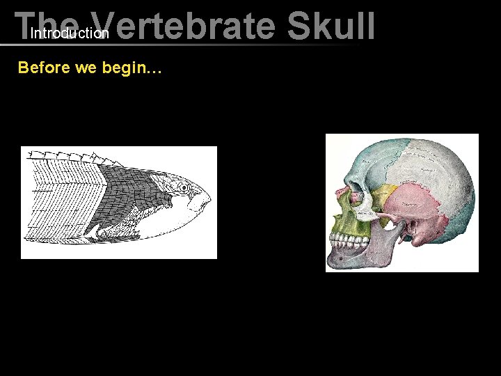 Introduction The Vertebrate Skull Before we begin… 
