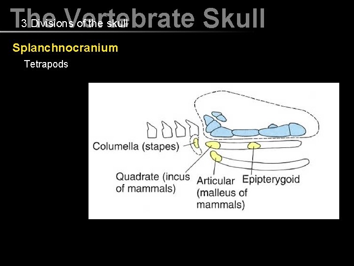 3 Divisions of the skull The Vertebrate Skull Splanchnocranium Tetrapods 