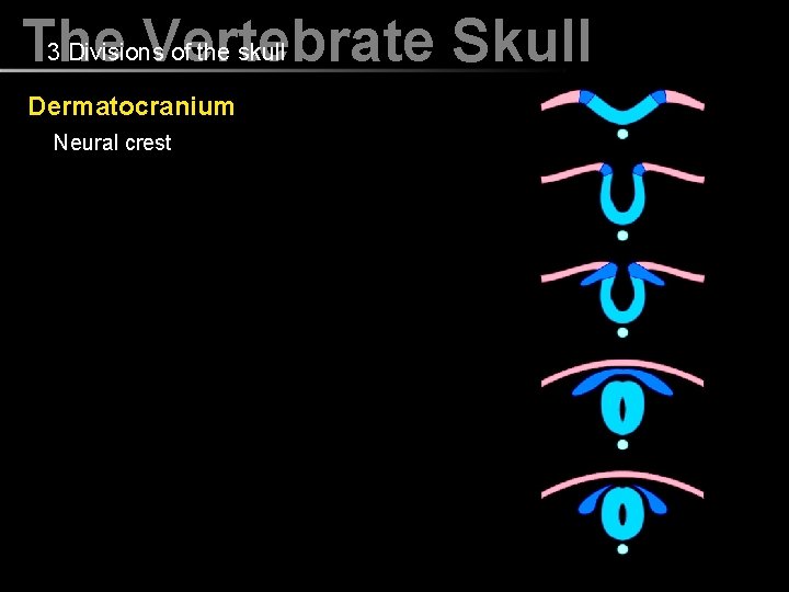 3 Divisions of the skull The Vertebrate Skull Dermatocranium Neural crest 