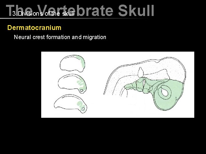 3 Divisions of the skull The Vertebrate Skull Dermatocranium Neural crest formation and migration