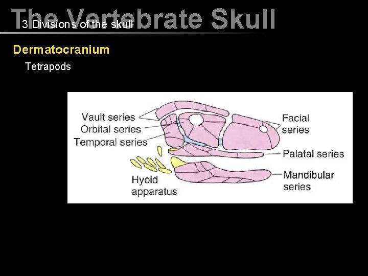 3 Divisions of the skull The Vertebrate Skull Dermatocranium Tetrapods 