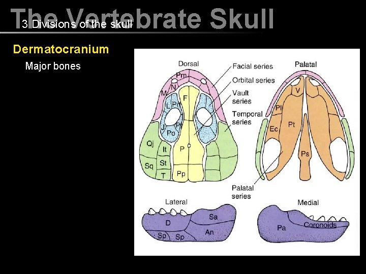 3 Divisions of the skull The Vertebrate Skull Dermatocranium Major bones 