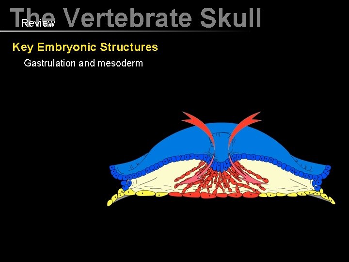 Review Vertebrate Skull The Key Embryonic Structures Gastrulation and mesoderm 