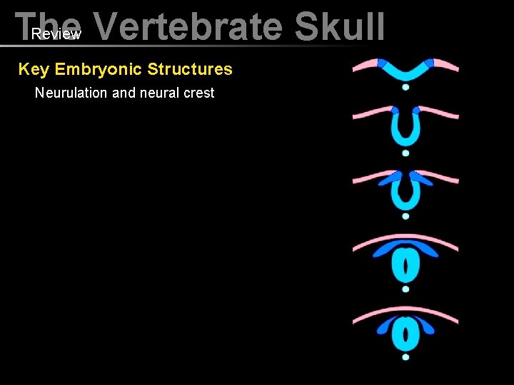 Review Vertebrate Skull The Key Embryonic Structures Neurulation and neural crest 