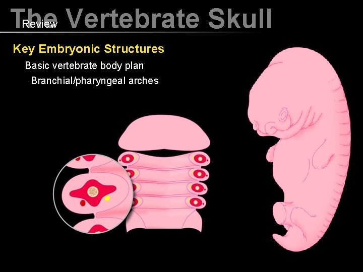 Review Vertebrate Skull The Key Embryonic Structures Basic vertebrate body plan Branchial/pharyngeal arches 