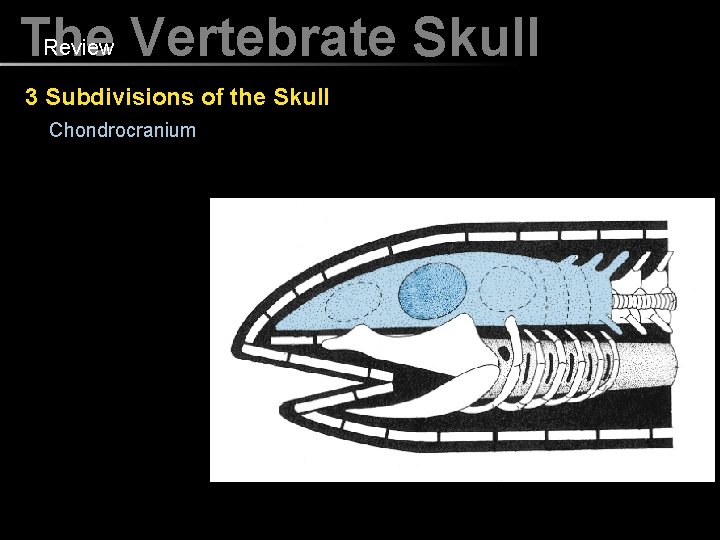 Review Vertebrate Skull The 3 Subdivisions of the Skull Chondrocranium 