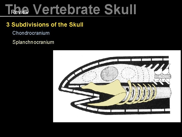 Review Vertebrate Skull The 3 Subdivisions of the Skull Chondrocranium Splanchnocranium 