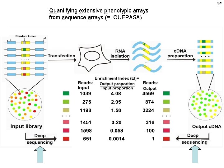 12 Quantifying extensive phenotypic arrays from sequence arrays (= QUEPASA) 