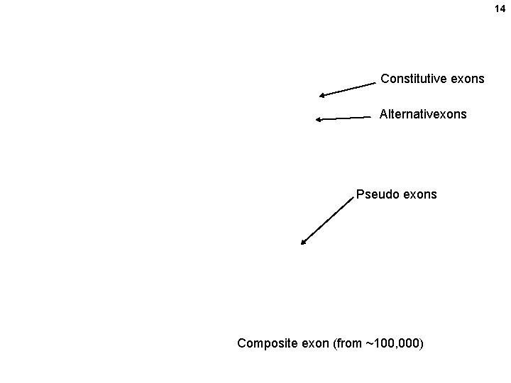 14 Constitutive exons Alternativexons Pseudo exons Composite exon (from ~100, 000) 