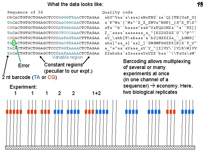 15 15 What the data looks like: Sequence of 36 Quality code CGCACTGTGCTGGAGCTCCCGGGGTTAACTCTAGAA ab.