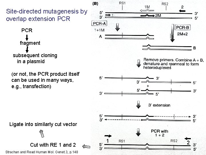 RS 1 18 18 RS 2 Site-directed mutagenesis by overlap extension PCR fragment subsequent