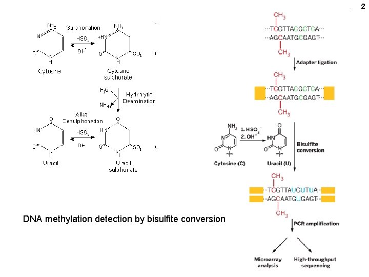 2 DNA methylation detection by bisulfite conversion 