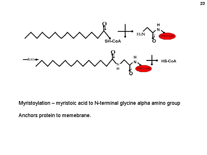 23 Myristoylation – myristoic acid to N-terminal glycine alpha amino group Anchors protein to