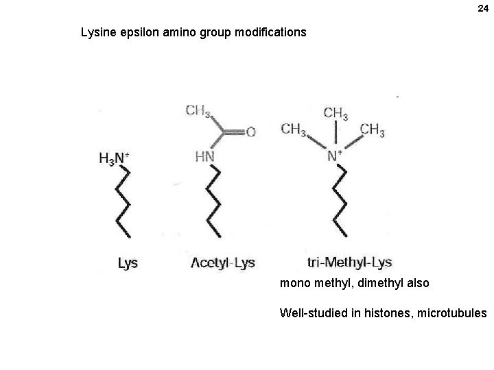24 Lysine epsilon amino group modifications mono methyl, dimethyl also Well-studied in histones, microtubules