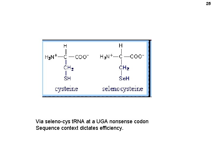 25 Via seleno-cys t. RNA at a UGA nonsense codon Sequence context dictates efficiency.