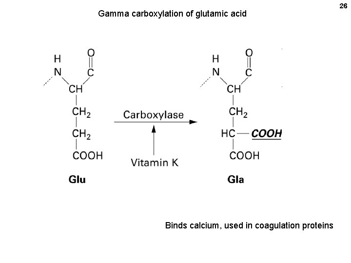 Gamma carboxylation of glutamic acid Binds calcium, used in coagulation proteins 26 