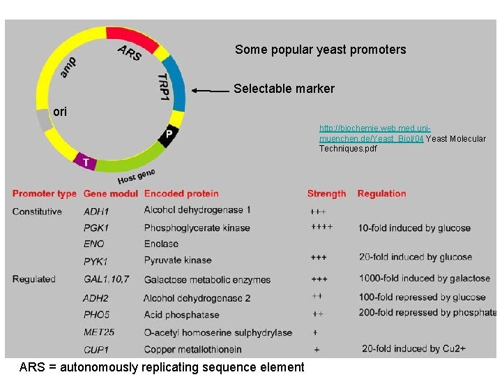 Some popular yeast promoters Selectable marker ori http: //biochemie. web. med. unimuenchen. de/Yeast_Biol/04 Yeast