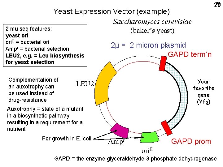 29 29 Yeast Expression Vector (example) Saccharomyces cerevisiae 2 mu seq features: (baker’s yeast)