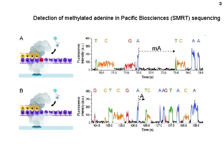 3 Detection of methylated adenine in Pacific Biosciences (SMRT) sequencing 