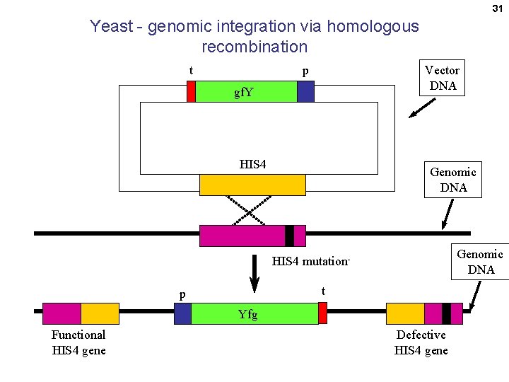 31 Yeast - genomic integration via homologous recombination t Vector DNA p gf. Y
