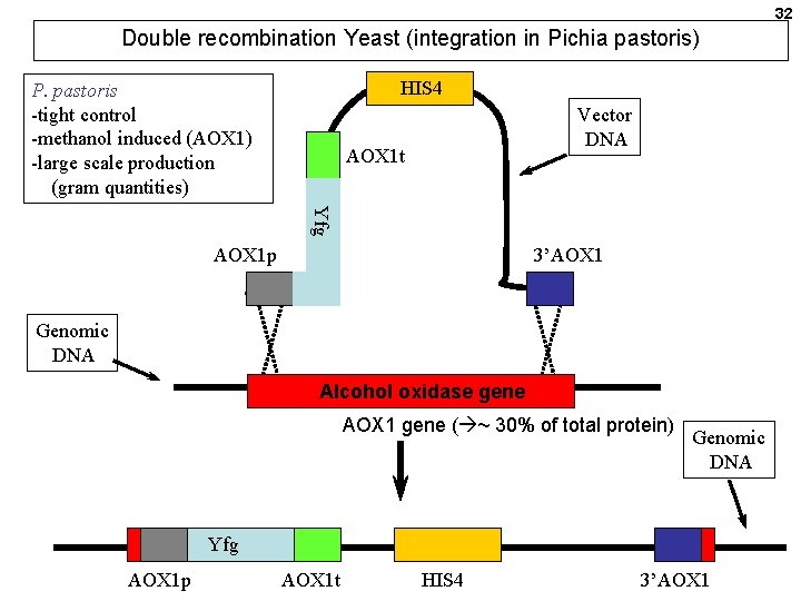 32 Double recombination Yeast (integration in Pichia pastoris) HIS 4 P. pastoris -tight control