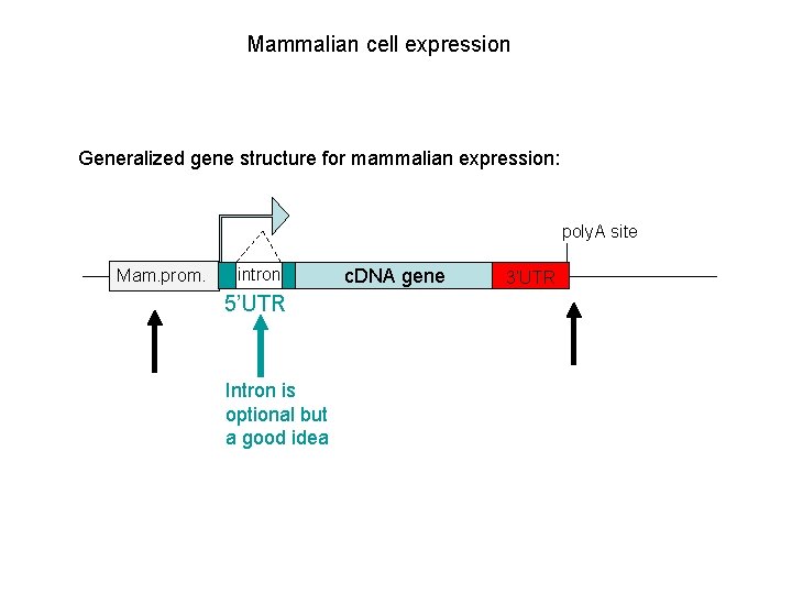 Mammalian cell expression Generalized gene structure for mammalian expression: poly. A site Mam. prom.