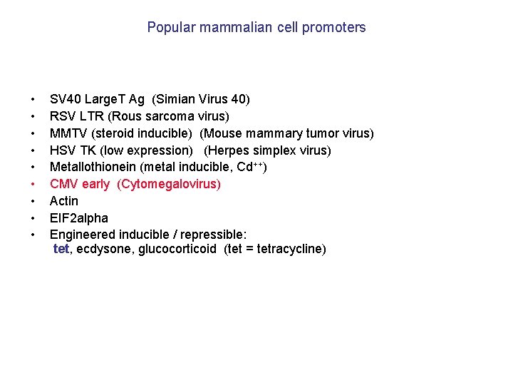 Popular mammalian cell promoters • • • SV 40 Large. T Ag (Simian Virus